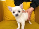 Gri Özel Renk Mini Boy Elma Kafa Chihuahualar