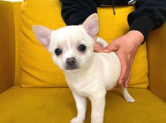 Gri Özel Renk Mini Boy Elma Kafa Chihuahualar görsel