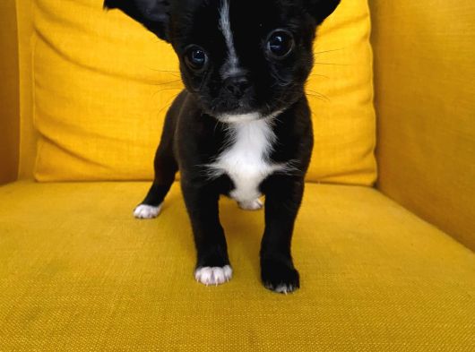 Gri Özel Renk Mini Boy Elma Kafa Chihuahualar görsel