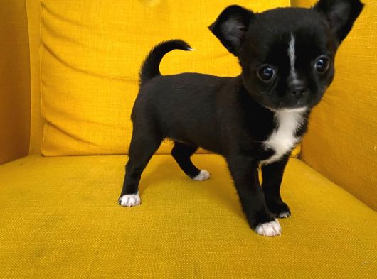Gri Özel Renk Mini Boy Elma Kafa Chihuahualar görsel