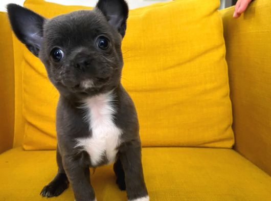 Gri Özel Renk Mini Boy Elma Kafa Chihuahualar görsel
