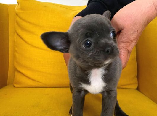 Gri Özel Renk Mini Boy Elma Kafa Chihuahualar görsel