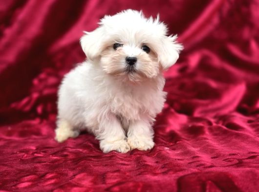 Safkan Maltese Terrier bebekler