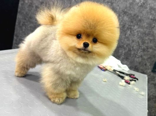Oranj Boo Pomeranian Yavrular görsel