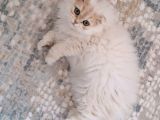 Scottish Longhair Silver Yavrumuz