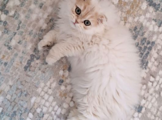 Scottish Longhair Silver Yavrumuz