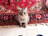 1 yaşında british shorthair