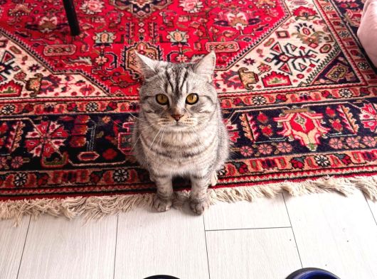 1 Yaşında British Shorthair