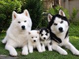 Gerçek Husky Yavruları