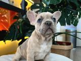 EGZOTİK FRENCH BULLDOG YAVRULARIM HARİKA RENKLER VE ANATOMİ