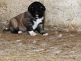 Orjinal Has Kangal Yavruları