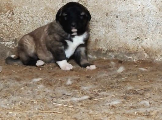 Orjinal Has Kangal Yavruları görsel
