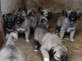 Orjinal Has Kangal Yavruları