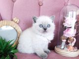 Pamuk bebekler