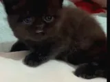 Bitter Çikolata British Shorthair
