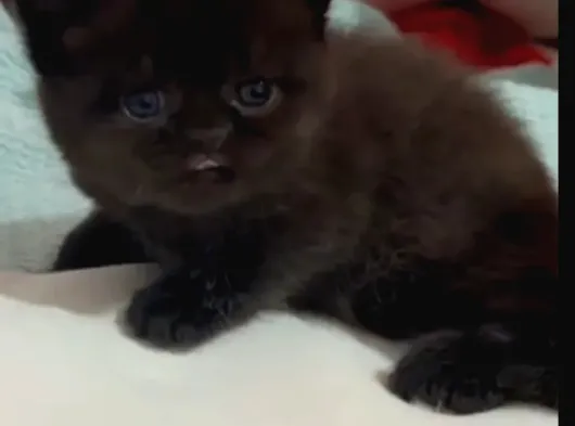 Bitter Çikolata British Shorthair görsel