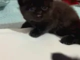Bitter Çikolata British Shorthair