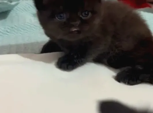Bitter Çikolata British Shorthair görsel