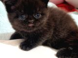 Bitter çikolata British shorthair