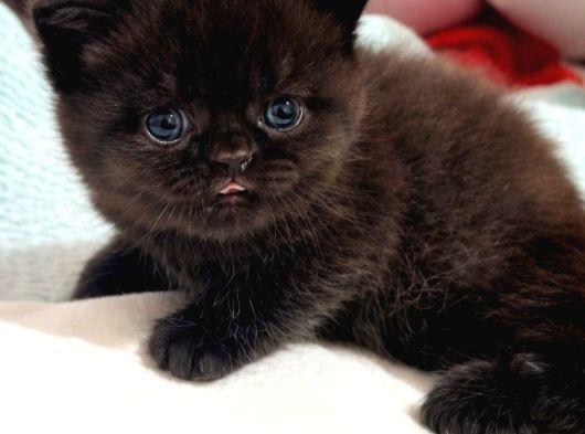 Bitter Çikolata British Shorthair