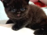 Bitter Çikolata British Shorthair