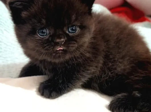 Bitter Çikolata British Shorthair görsel