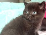 Bitter Çikolata British Shorthair