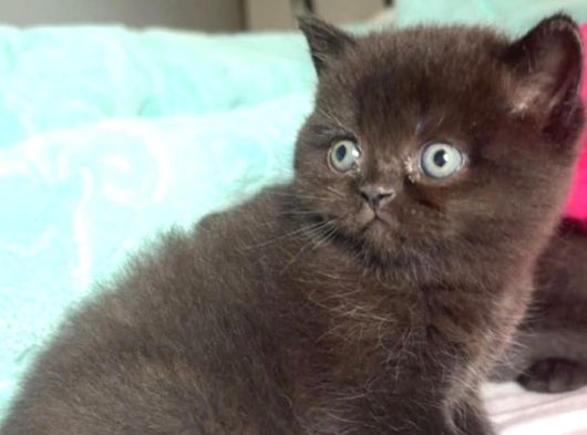 Bitter Çikolata British Shorthair görsel