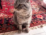 1 Yaşında British Shorthair