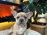 Egzoti̇k French Bulldog Yavrularim Hari̇ka Renkler Ve Anatomi̇