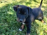 Jack Russel Ve Pincher Yavruları Sahiplendirmek İstiyorum