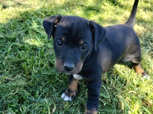 Jack Russel Ve Pincher Yavruları Sahiplendirmek İstiyorum görsel