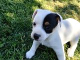 Jack Russel Ve Pincher Yavruları Sahiplendirmek İstiyorum