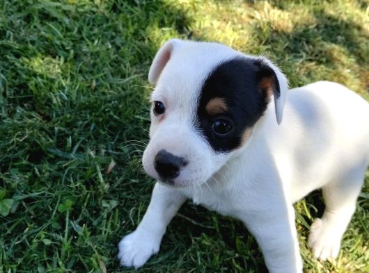 Jack Russel Ve Pincher Yavruları Sahiplendirmek İstiyorum görsel