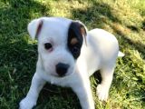 Jack Russel ve Pincher Yavruları Sahiplendirmek İstiyorum