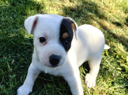 Jack Russel Ve Pincher Yavruları Sahiplendirmek İstiyorum