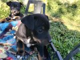 Jack Russel Ve Pincher Yavruları Sahiplendirmek İstiyorum