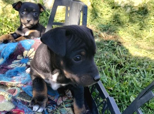 Jack Russel Ve Pincher Yavruları Sahiplendirmek İstiyorum görsel
