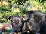 Jack Russel Ve Pincher Yavruları Sahiplendirmek İstiyorum