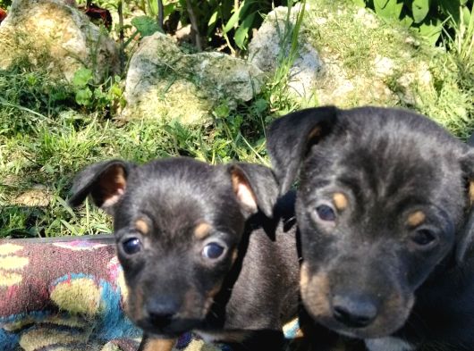 Jack Russel Ve Pincher Yavruları Sahiplendirmek İstiyorum görsel