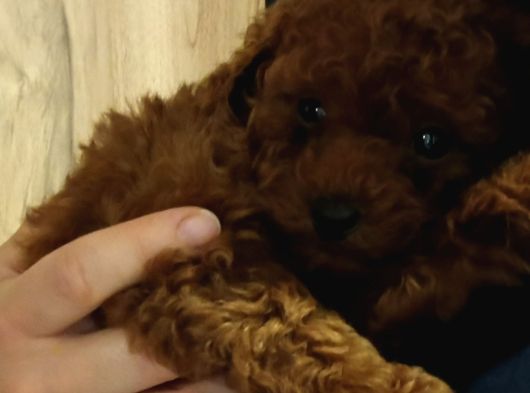 Irk Ve Kilo Garantili Poodle Minnoşlar görsel