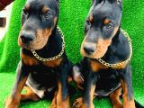 Safkan A Kalite King Doberman Yavrular