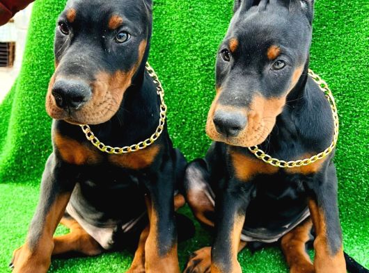 Safkan A Kalite King Doberman Yavrular görsel