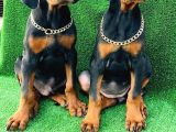 Safkan A Kalite King Doberman Yavrular
