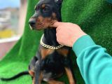 Safkan A kalite king doberman yavrular