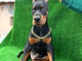 Safkan A Kalite King Doberman Yavrular