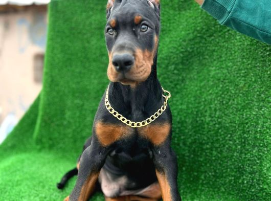 Safkan A Kalite King Doberman Yavrular görsel