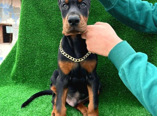 Safkan A Kalite King Doberman Yavrular görsel