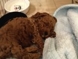 Irk Ve Kilo Garantili Poodle Minnoşlar