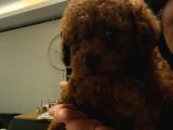 Irk Ve Kilo Garantili Poodle Minnoşlar